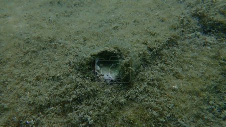 Photo for Seashell of bivalve mollusc jewel box or common jewel box (Chama gryphoides) on sea bottom, Aegean Sea, Greece, Halkidiki - Royalty Free Image