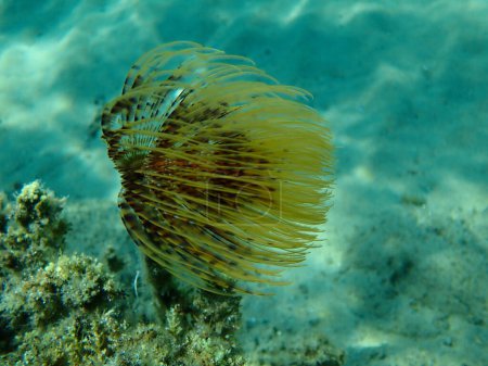Gusano fanático mediterráneo poliqueto marino o gusano plumero, gusano abanico europeo (Sabella spallanzanii) bajo el mar, Mar Egeo, Grecia, Halkidiki