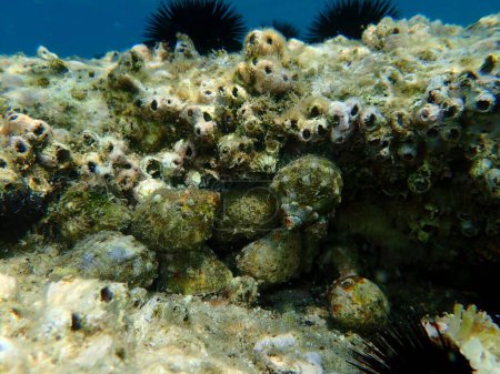 Foto de Taladro de ostras del sur o caracol de roca bocazas (Hemastoma de Stramonita) bajo el mar, Mar Egeo, Grecia, Halkidiki - Imagen libre de derechos