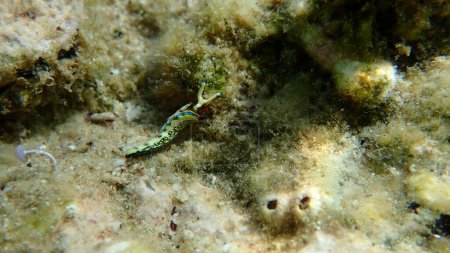 Photo for Sacoglossan sea slug Splendid elysia or Splendid velvet snail (Thuridilla hopei) close-up undersea, Aegean Sea, Greece, Halkidiki - Royalty Free Image