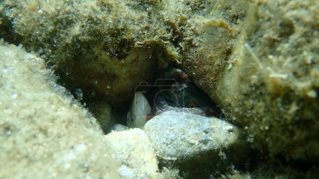 Photo for Common octopus (Octopus vulgaris) undersea, Aegean Sea, Greece, Halkidiki - Royalty Free Image