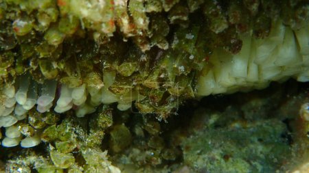 Téléchargez les photos : Huîtres plates ou escargots à bouche rouge (Stramonita haemastoma) œufs et embryons sous-marins, mer Égée, Grèce, Halkidiki - en image libre de droit