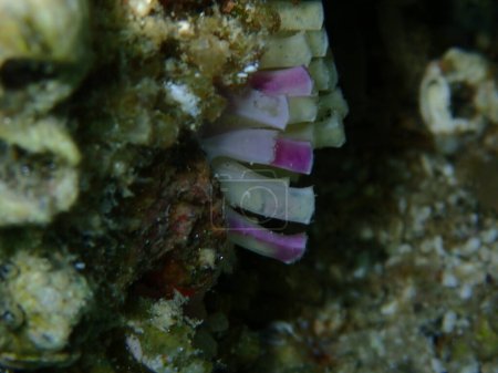 Foto de Taladro de ostras del sur o huevos y embriones de caracol rocoso bocazas (hemastoma de Stramonita) bajo el mar, mar Egeo, Grecia, Halkidiki - Imagen libre de derechos