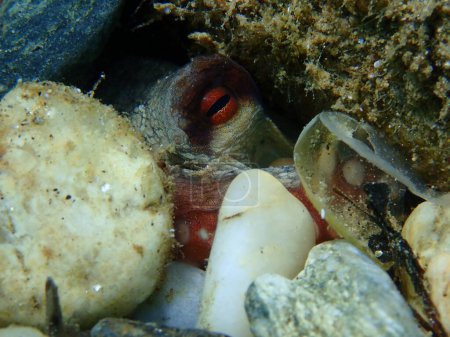 Photo for Common octopus (Octopus vulgaris) close-up undersea, Aegean Sea, Greece, Halkidiki - Royalty Free Image