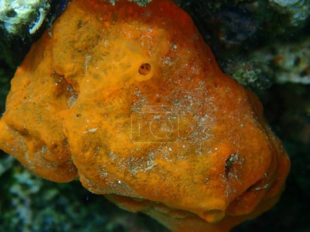 Téléchargez les photos : Éponge d'incrustation orange Haliclona (Halichoclona) fulva gros plan sous-marin, mer Égée, Grèce, Halkidiki - en image libre de droit