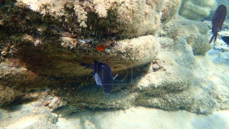 Téléchargez les photos : Chromis damégoïste ou méditerranéen (Chromis chromis) sous-marin, Mer Égée, Grèce, Chalcidique - en image libre de droit