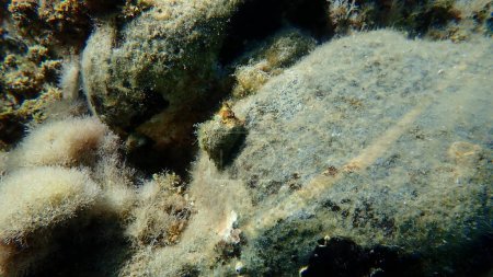 Téléchargez les photos : Forage d'huîtres australes ou escargot de roche à bouche rouge (Stramonita haemastoma) sous-marin, mer Égée, Grèce, Halkidiki - en image libre de droit