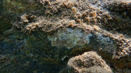Téléchargez les photos : Croûte de corail ou d'algue corallienne, herbe à peindre (Lithophyllum incrustans) sous-marine, mer Égée, Grèce, Halkidiki - en image libre de droit