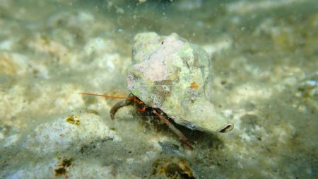 Photo for Banded murex (Hexaplex trunculus) shell with Mediterranean rocky shore hermit crab (Clibanarius erythropus) undersea, Aegean Sea, Greece, Halkidiki - Royalty Free Image