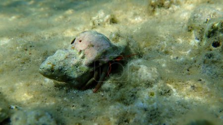 Photo for Banded murex (Hexaplex trunculus) shell with Mediterranean rocky shore hermit crab (Clibanarius erythropus) undersea, Aegean Sea, Greece, Halkidiki - Royalty Free Image