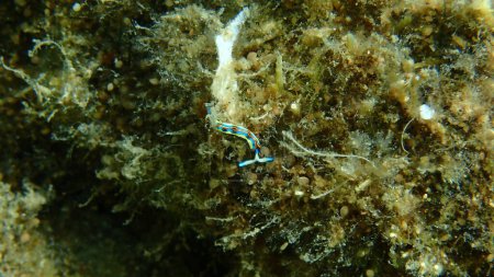 Photo for Sacoglossan sea slug Splendid elysia or Splendid velvet snail (Thuridilla hopei) undersea, Aegean Sea, Greece, Halkidiki - Royalty Free Image