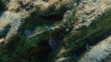 Téléchargez les photos : Chromis damégoïste ou méditerranéen (Chromis chromis) sous-marin, Mer Égée, Grèce, Chalcidique - en image libre de droit