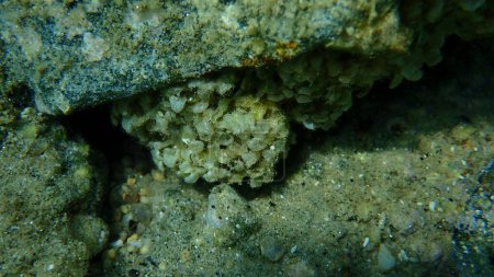 Photo for Sea snail banded dye-murex (Hexaplex trunculus) eggs undersea, Aegean Sea, Greece, Halkidiki - Royalty Free Image