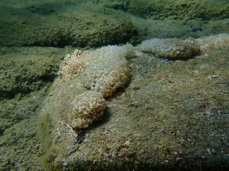 Photo for Sea snail banded dye-murex (Hexaplex trunculus) eggs undersea, Aegean Sea, Greece, Halkidiki - Royalty Free Image