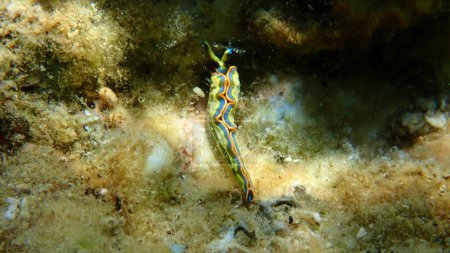 Photo for Sacoglossan sea slug Splendid elysia or Splendid velvet snail (Thuridilla hopei) extreme close-up undersea, Aegean Sea, Greece, Halkidiki - Royalty Free Image