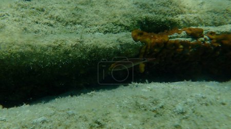 Téléchargez les photos : Rivasse axillaire (Symphodus mediterraneus) sous-marine, Mer Égée, Grèce, Halkidiki - en image libre de droit