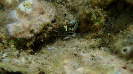 Photo for Sacoglossan sea slug Splendid elysia or Splendid velvet snail (Thuridilla hopei) mating undersea, Aegean Sea, Greece, Halkidiki - Royalty Free Image