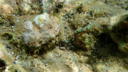 Téléchargez les photos : Limace de mer Sacoglossan Elysie splendide ou escargot de velours splendide (Thuridilla hopei) accouplement sous-marin, mer Égée, Grèce, Halkidiki - en image libre de droit