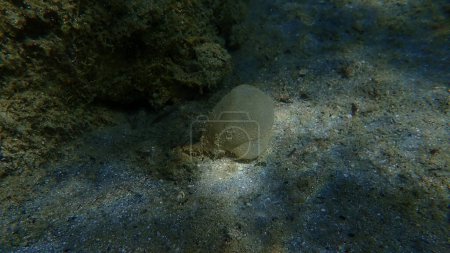 Foto de Huevos de lombriz o lombriz de arena (Arenicola sp. marina var.) en funda protectora bajo el mar, Mar Egeo, Grecia, Halkidiki - Imagen libre de derechos