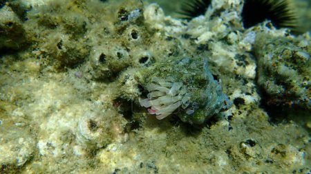 Foto de Taladro de ostras del sur o caracol de roca bocazas (Hemastoma de Stramonita) con cápsulas de óvulos y embriones bajo el mar, Mar Egeo, Grecia, Halkidiki - Imagen libre de derechos