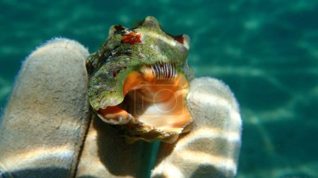 Foto de Taladro de ostras del sur o caparazón de caracol rocoso bocazas (Hemastoma de Stramonita) en la mano de un buzo, Mar Egeo, Grecia, Halkidiki - Imagen libre de derechos