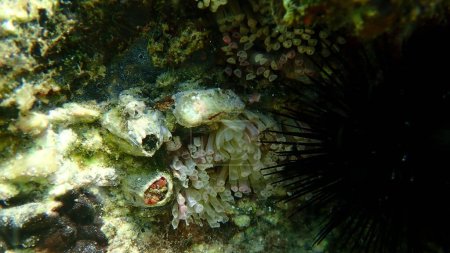 Téléchargez les photos : Huîtres plates ou escargot de roche à bouche rouge (Stramonita haemastoma) œufs et embryons capsules sous-marines, mer Égée, Grèce, Halkidiki - en image libre de droit