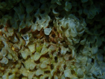Photo for Sea snail banded dye-murex (Hexaplex trunculus) eggs close-up undersea, Aegean Sea, Greece, Halkidiki - Royalty Free Image