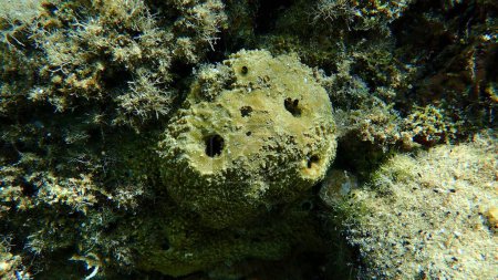 Photo for Stinker sponge (Sarcotragus fasciculatus) undersea, Aegean Sea, Greece, Halkidiki - Royalty Free Image