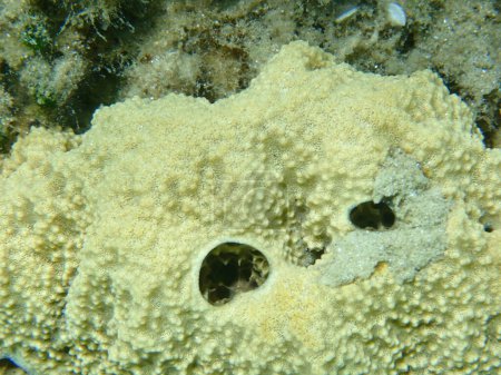 Téléchargez les photos : Éponge caouanne variable (Ircinia variabilis) gros plan sous-marin, mer Égée, Grèce, Chalcidique - en image libre de droit