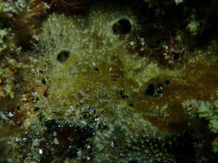 Téléchargez les photos : Éponge caouanne variable (Ircinia variabilis) gros plan sous-marin, mer Égée, Grèce, Chalcidique - en image libre de droit