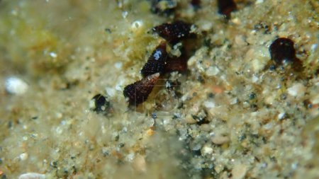Téléchargez les photos : Escargots de mer ou escargots de boue (Cerithidea sp.) gros plan sous-marin, mer Égée, Grèce, Halkidiki - en image libre de droit