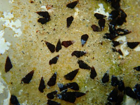 Téléchargez les photos : Escargots de mer ou escargots de boue (Cerithidea sp.) gros plan sous-marin, mer Égée, Grèce, Halkidiki - en image libre de droit