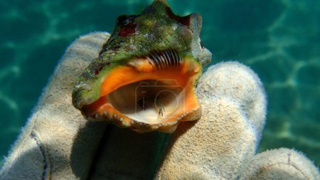 Téléchargez les photos : Carapace d'huître australe ou escargot de roche à bouche rouge (Stramonita haemastoma) avec crabe ermite à la main d'un plongeur, mer Égée, Grèce, Halkidiki - en image libre de droit