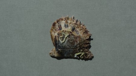 Muschel aus Muscheln, Muscheln und Perlmuscheln (Pinctada radiata) auf grauem Hintergrund. Fundort: Ägäis, Griechenland, Chalkidiki