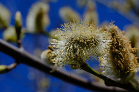 Goat willow or great sallow (Salix caprea) male catkin extreme close-up on a blurred background