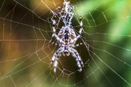 Téléchargez les photos : Une araignée est dans sa toile - en image libre de droit