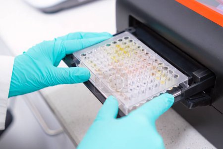 The analysis of multiple samples for microbiological purposes is carried out by a scientist by inserting a microplate into a microplate spectrophotometer. 