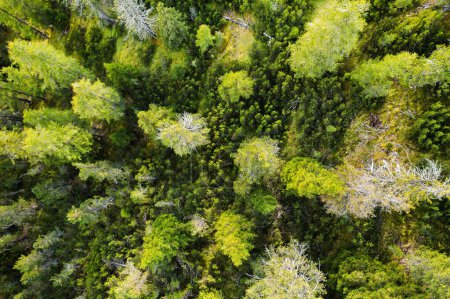 Immergrüne Tannen mit üppigen Ästen wachsen im Hochland in Wäldern. Landschaftliche Landschaft der Wildnis in den italienischen Alpen Luftaufnahme