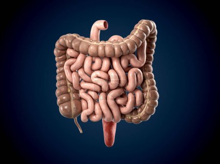 Téléchargez les photos : Illustration 3D de l'organe interne humain - intestin. Grand et petit intestin isolé sur fond sombre - en image libre de droit