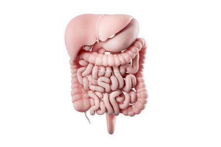 Téléchargez les photos : Illustration 3D du système digestif humain isolé sur blanc. Organes internes du tractus alimentaire humain foie, estomac, pancréas, intestin - en image libre de droit