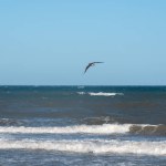 bird flying over the sea