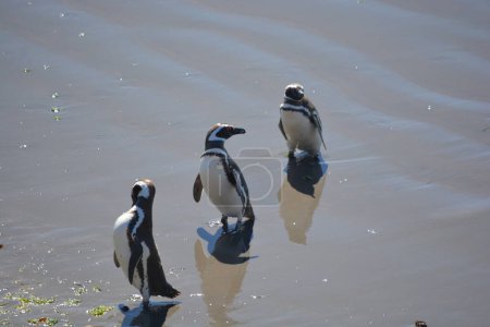 Foto de Penguins in Punta Tombo, Chubut, Argentina. - Imagen libre de derechos