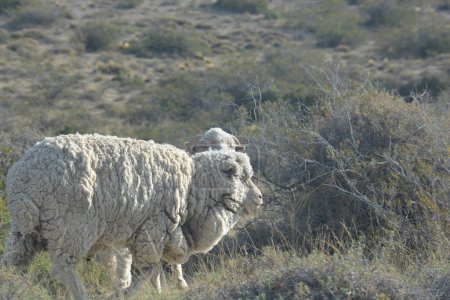 Foto de Sheep in a field of argentinian patagonia argentina - Imagen libre de derechos