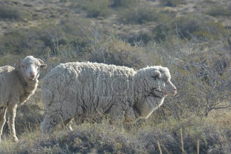 Foto de Sheep in a field of argentinian patagonia argentina - Imagen libre de derechos