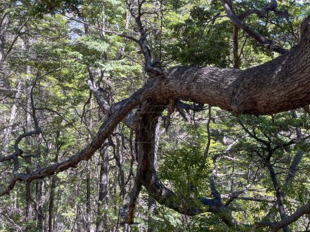 Téléchargez les photos : Branches des arbres dans la forêt - en image libre de droit