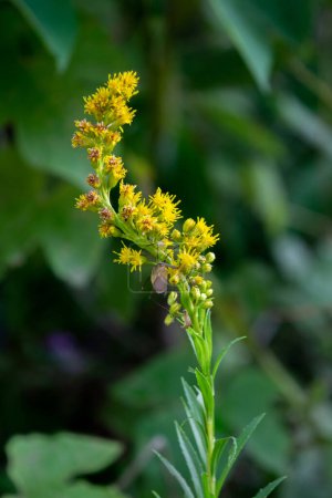 Photo for Yellow flower of a Solidago chilensis - Royalty Free Image