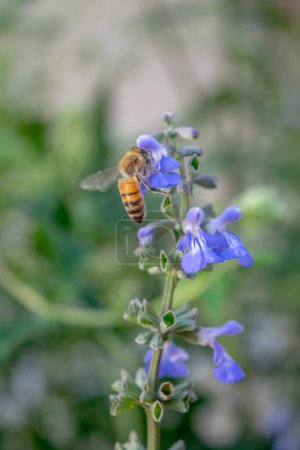 Photo for Bee on the blue flowers - Royalty Free Image