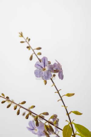 Photo for Violet flowers of the plant Duranta Erecta - Royalty Free Image