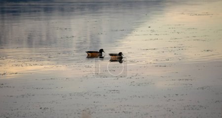 Téléchargez les photos : Crested Duck sur la rive de la baie d'Encerrada à Ushuaia. Lophonetta specularioides - en image libre de droit