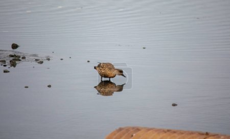 Téléchargez les photos : Crested Duck sur la rive de la baie d'Encerrada à Ushuaia. Lophonetta specularioides - en image libre de droit
